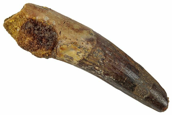 Fossil Spinosaurus Tooth - Real Dinosaur Tooth #346791